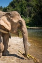 ElephantsWorld Thailand Royalty Free Stock Photo